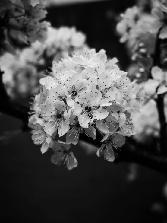 a bunch of flowers that are growing on the stems