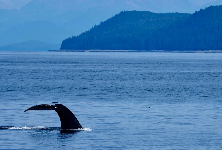 a whale flups its way through the water