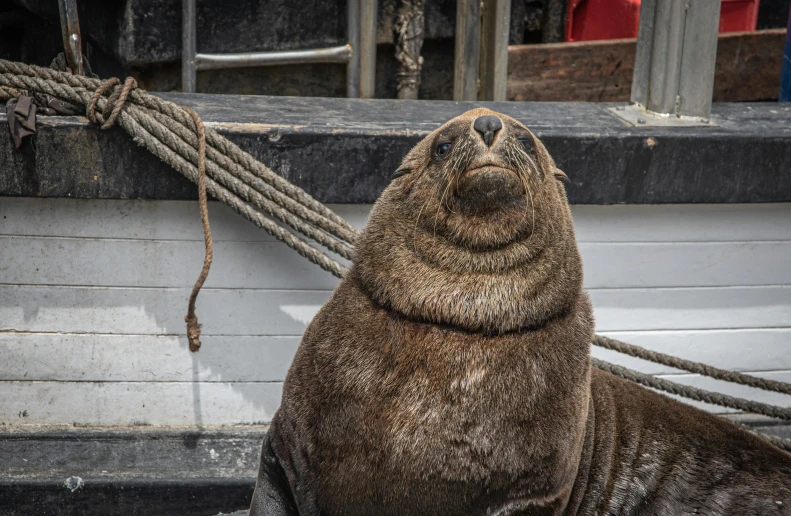 a seal sitting on top of a boat next to a rope