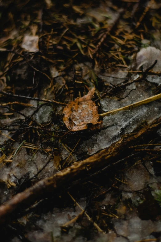 an orange leaf laying on top of a forest floor