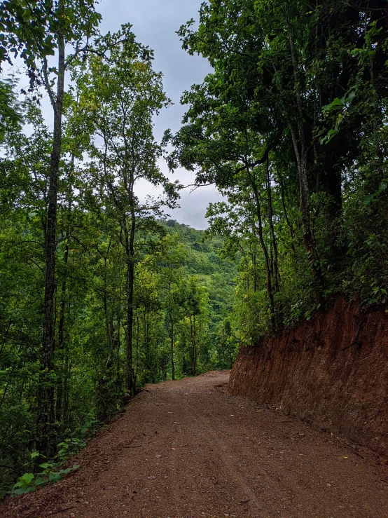 the dirt road in front of the trees is dirty