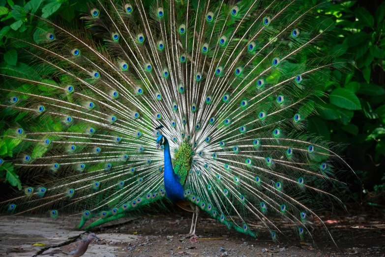 there is a large peacock with its feathers up