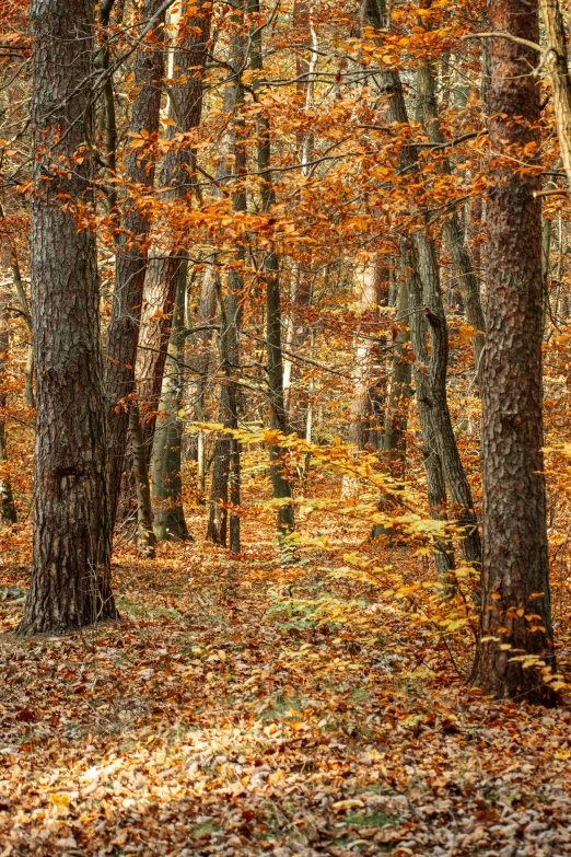 a group of trees in a wooded area with leaves on the ground