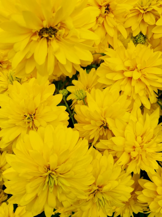 a large bouquet of yellow flowers with some tiny green tips