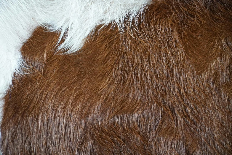 a close up of the hair on a horse