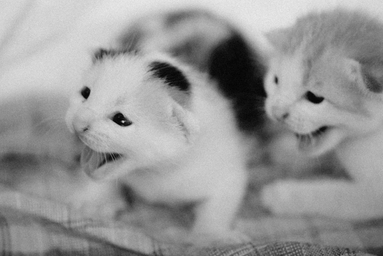 the cats are playing on the bed, one is chasing the other