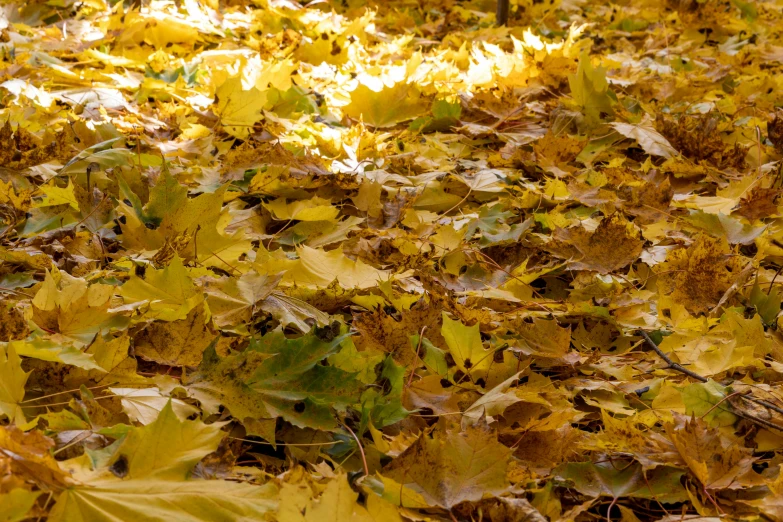 lots of leaves cover the ground and trees