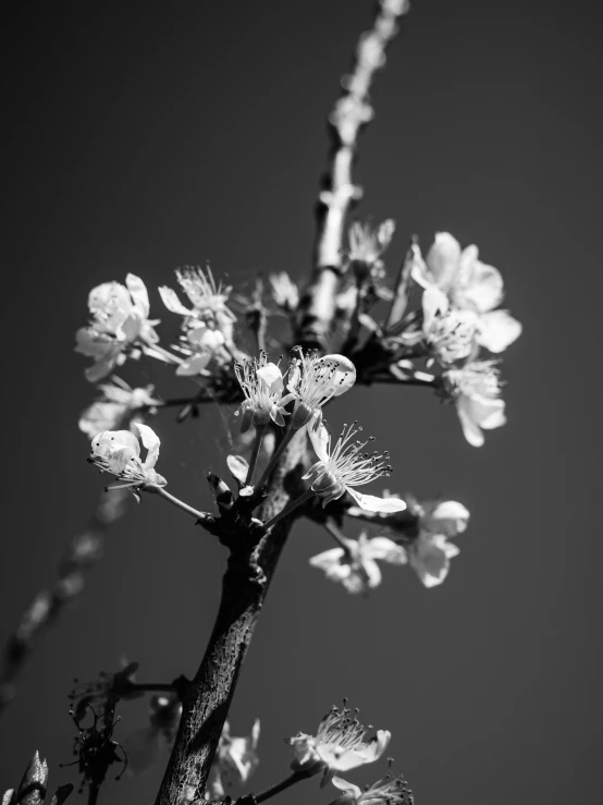 a black and white po of flowers on tree