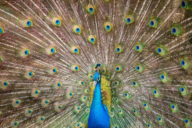 there is a peacock that is showing its feathers