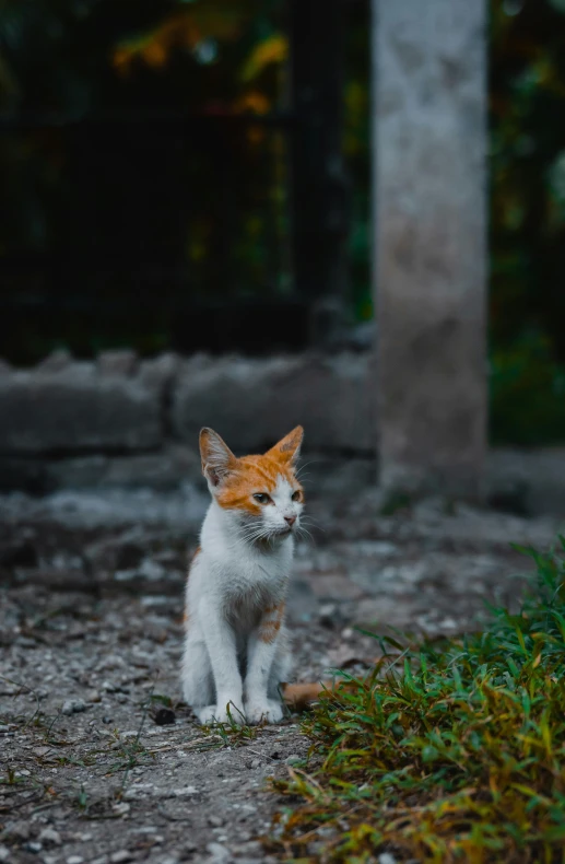 an orange and white kitten sitting down next to some grass