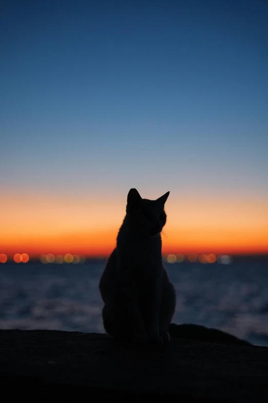 a cat looks out over the water at sunset