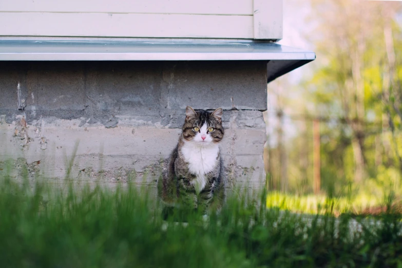 a cat is sitting outside beside the side of a building