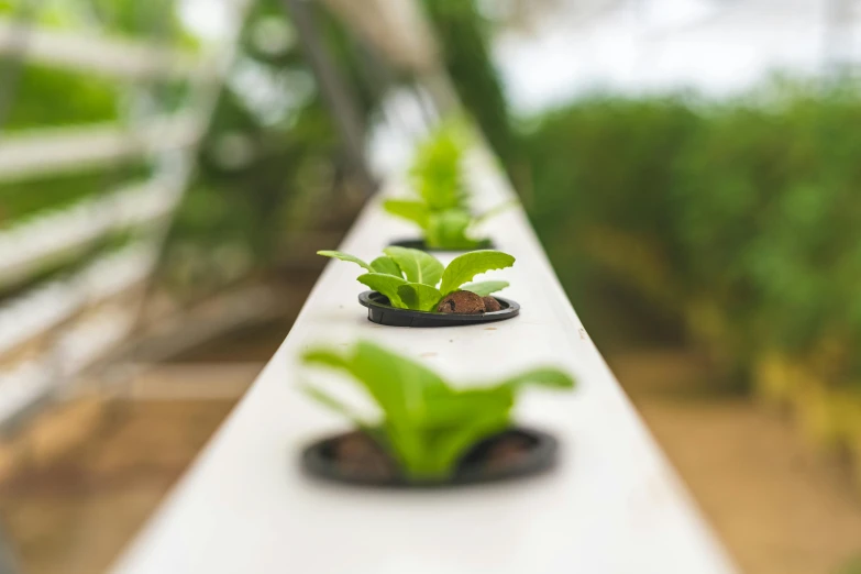 several small green plants in a pot placed on a ledge