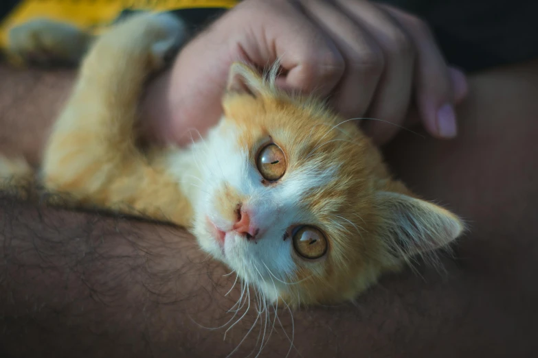 a cat is lying down on a mans back