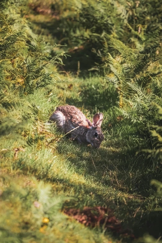 a bunny bunny rabbit laying down in the grass