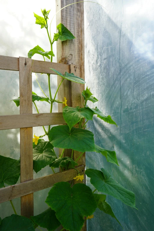 plants growing through wooden bars in an outdoor greenhouse