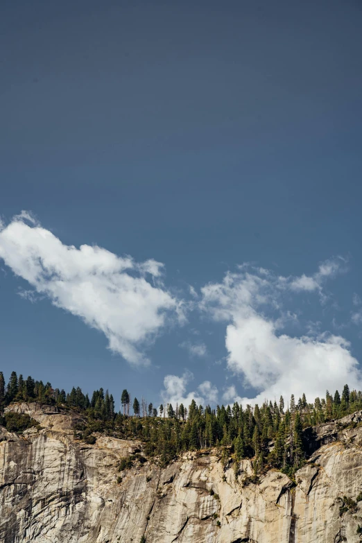 a very tall tree sitting on the side of a hill