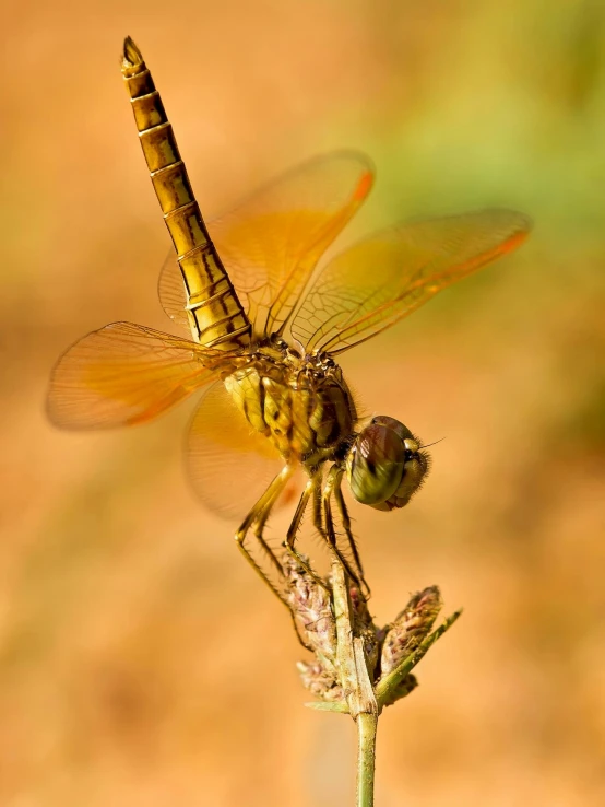 the dragon fly is sitting on top of a flower