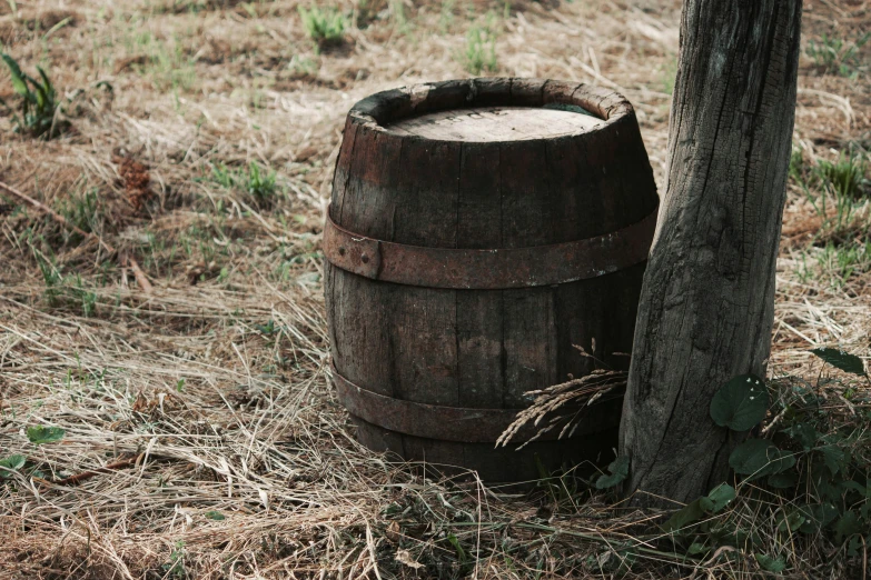 a large barrel leaning against a tree next to a bush
