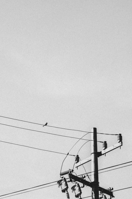 two birds perched on electrical lines in the sky