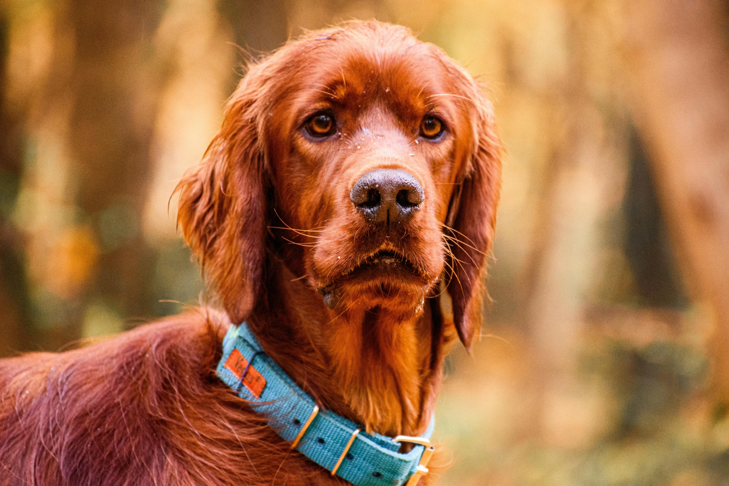 brown dog with blue collar looking at the camera