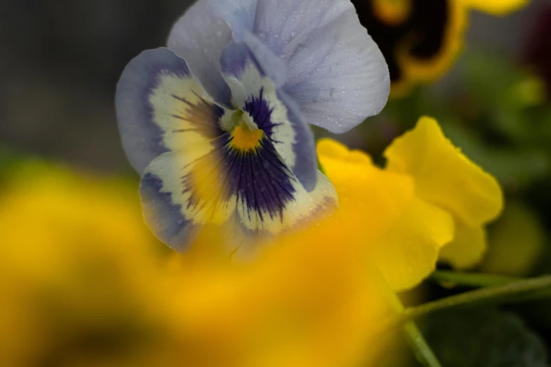 a closeup of a blue and yellow flower