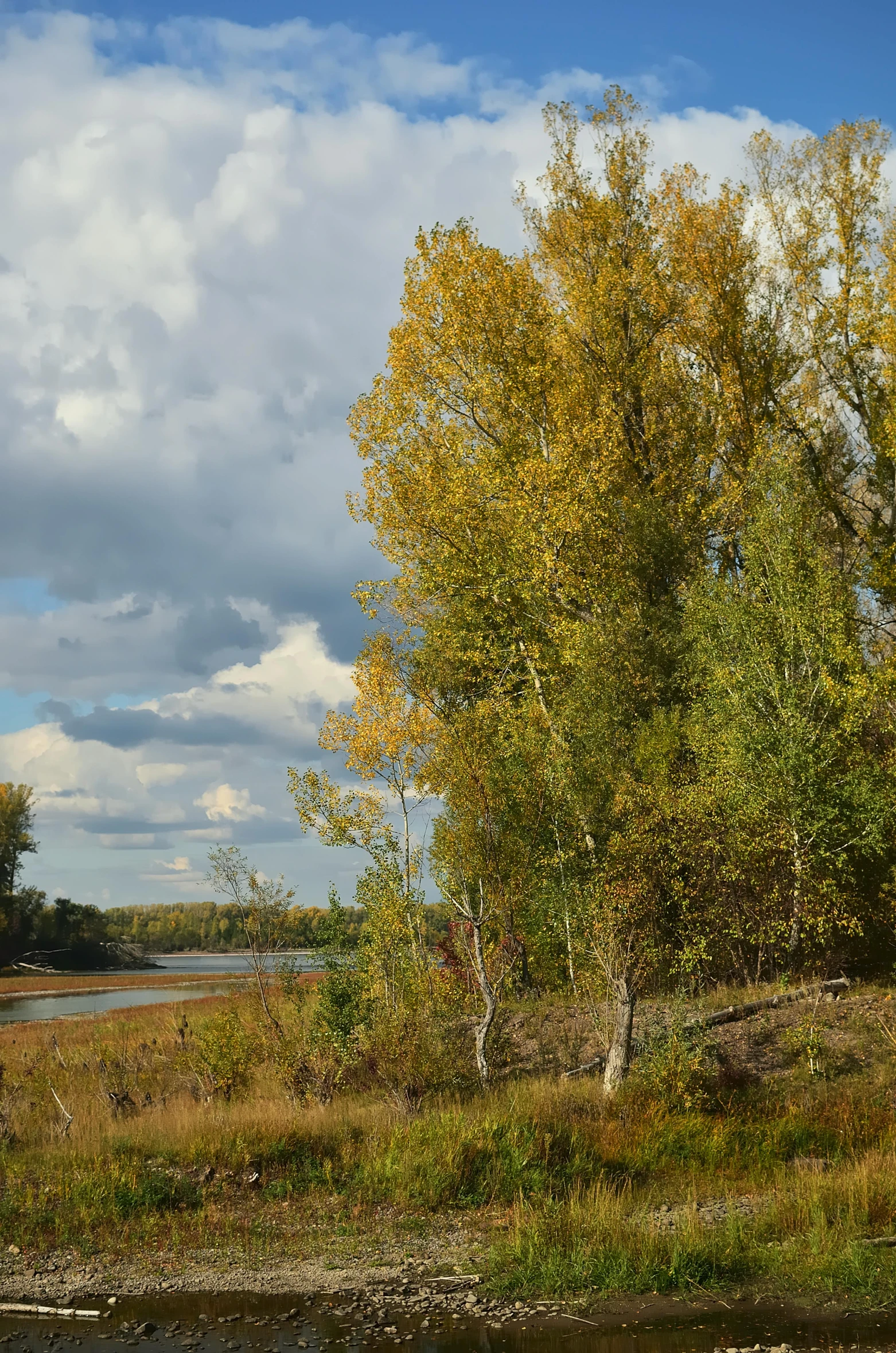 a lone duck walking along a river next to a forest