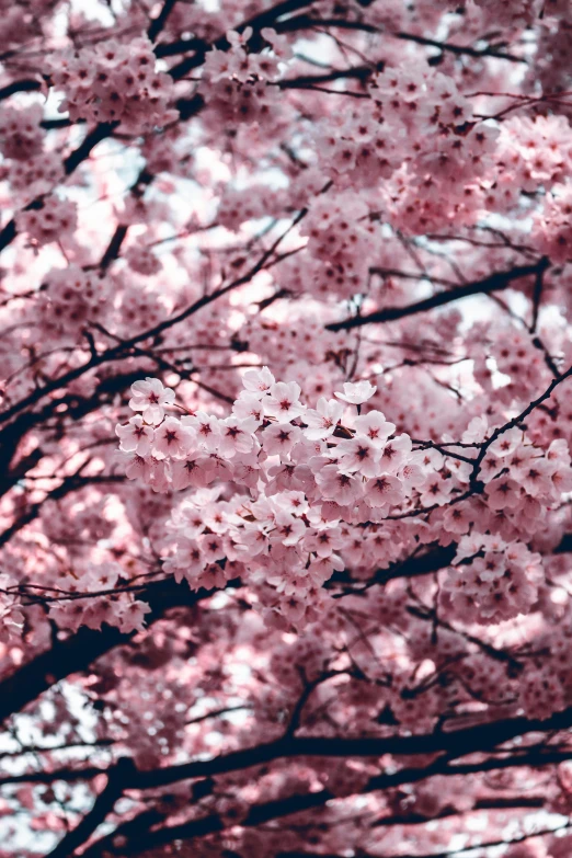 a close up view of some pink flowers on trees