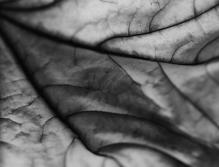 a leaf is pictured in black and white