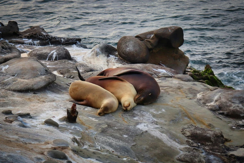 two seals lie on rocks with water behind them