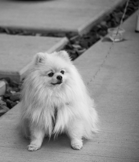 black and white pograph of a dog on a sidewalk