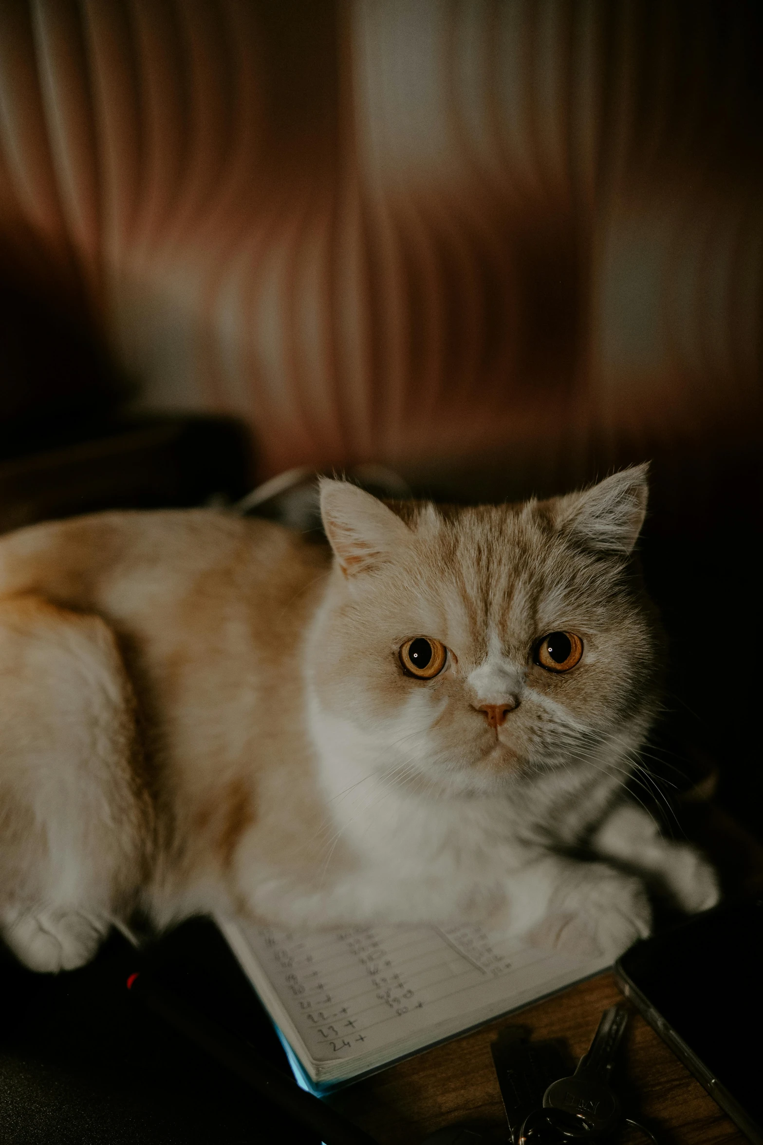 there is a cat that is sitting on a book