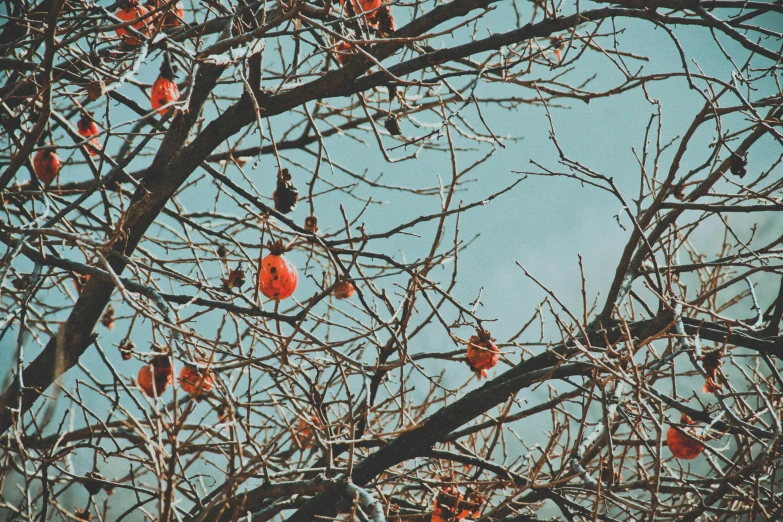 a group of birds on the nches of a tree