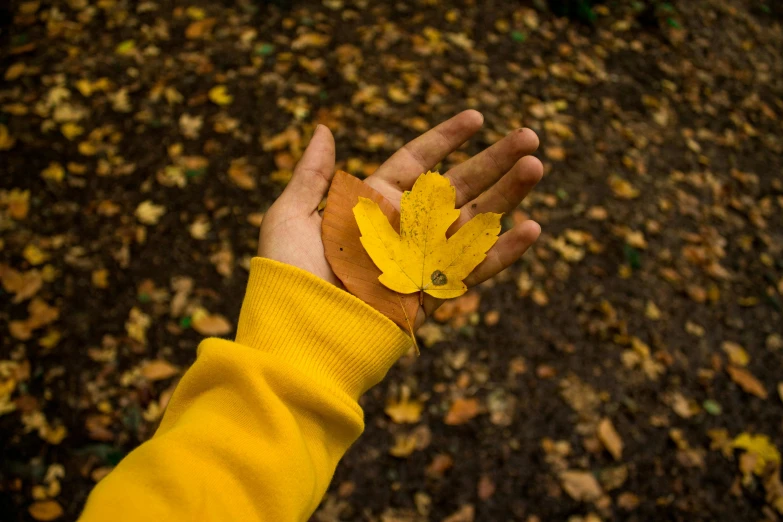 a person holding up a leaf in the air