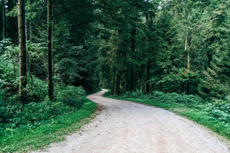 a gravel road leads through a forest full of trees