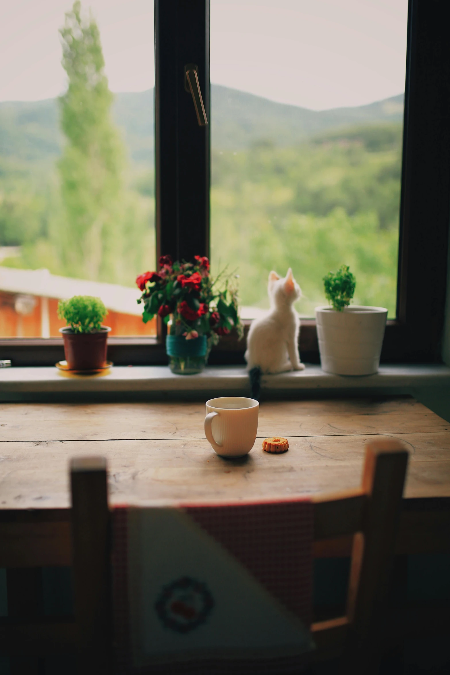 an orange and white cat sitting on top of a wooden table next to a window