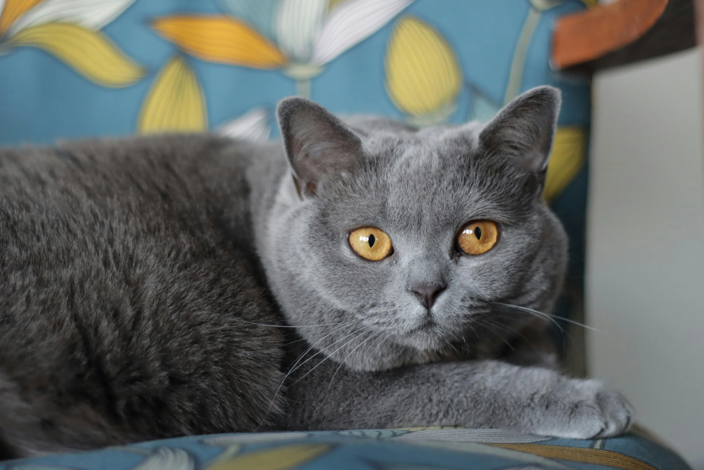 a close up of a gray cat with big yellow eyes