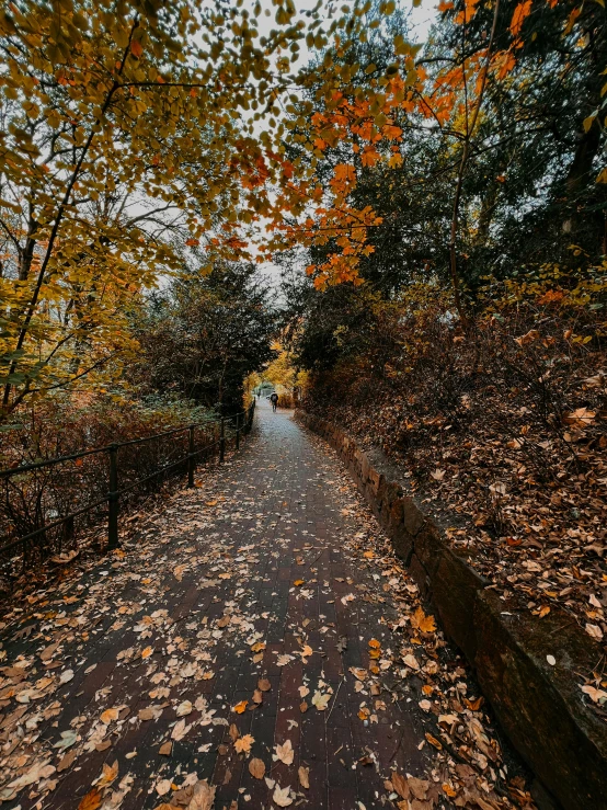 a pathway through the trees with colorful leaves