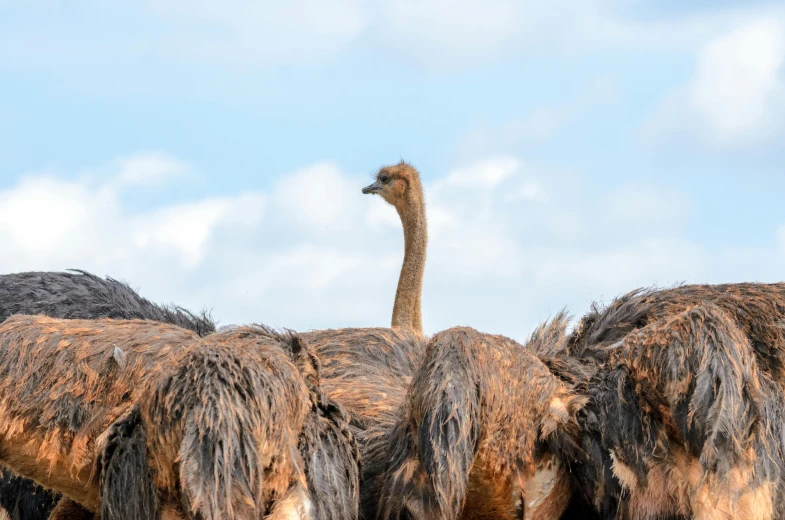 a bunch of birds that are standing by each other