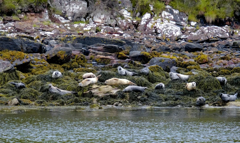 a number of seagulls near the ocean shore