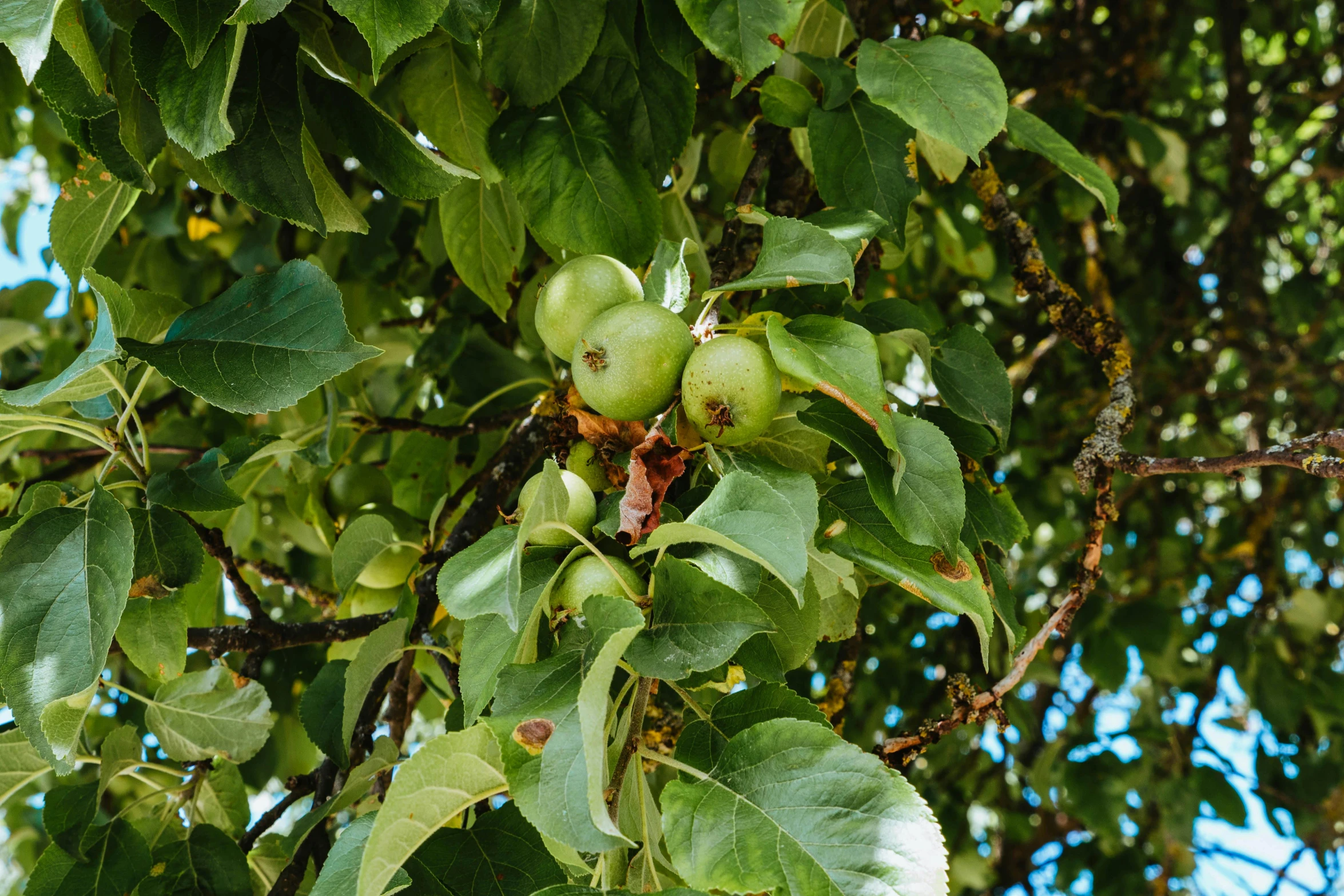 fruit is growing on an open tree nch