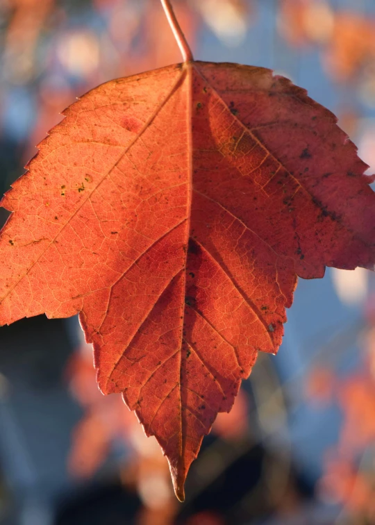 the back end of a leaf that is dying