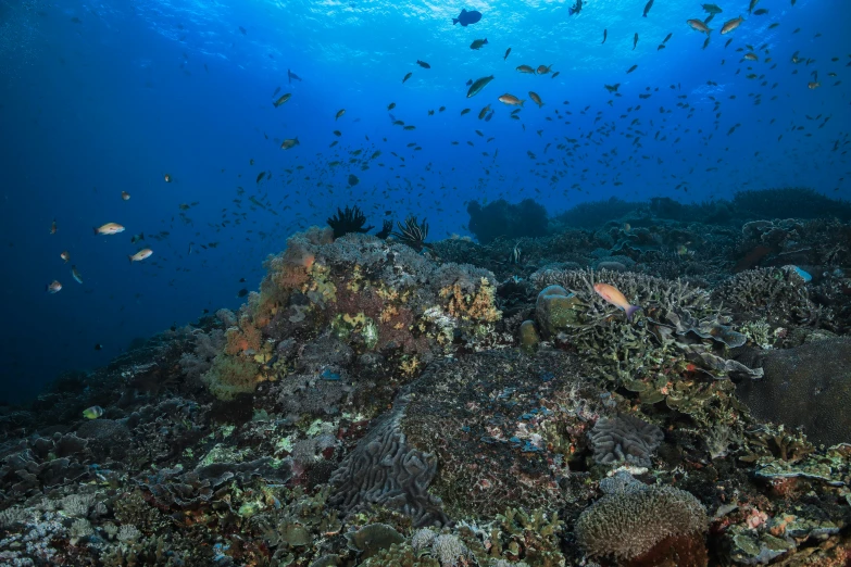 a large amount of fish swim among a coral reef