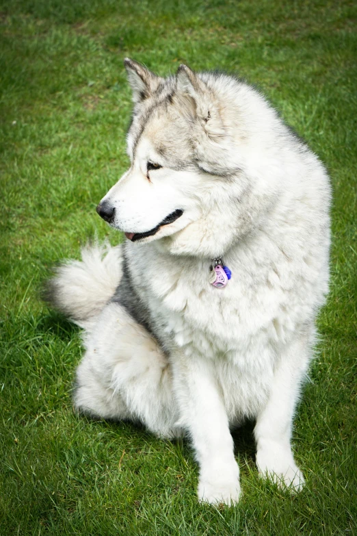 a white and brown dog sitting in a field of green grass