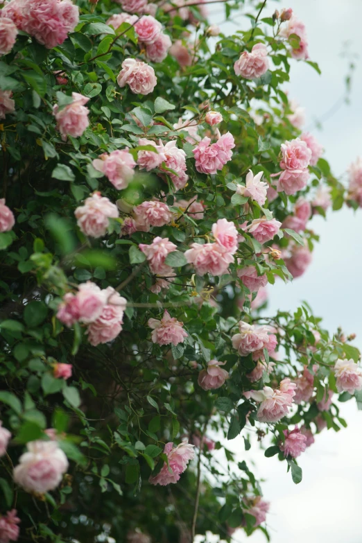 pink roses are blooming on the bush in the afternoon