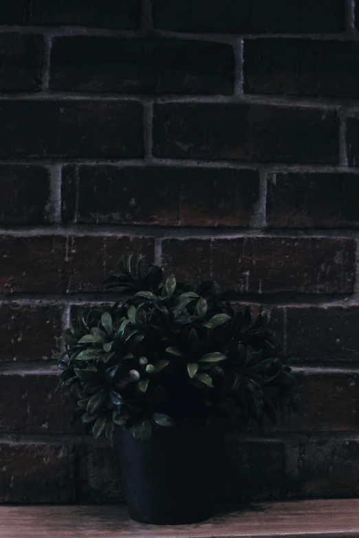 a bush sitting on top of a wooden table near a brick wall