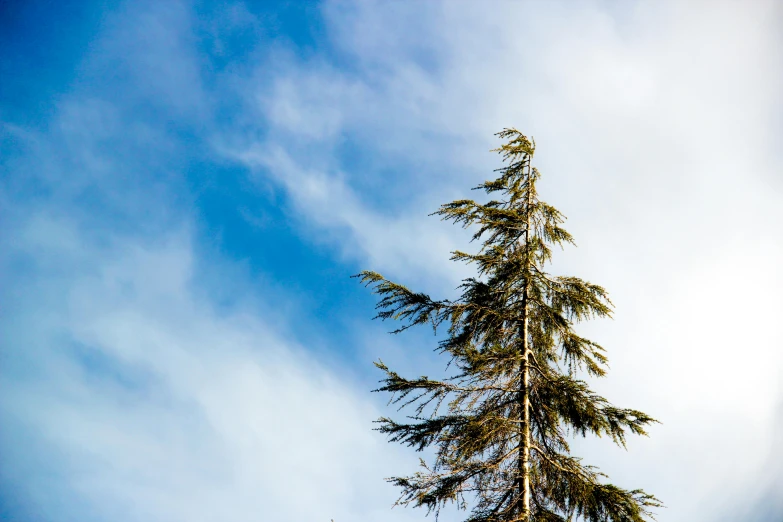 there is a tree with a bird sitting on top of it