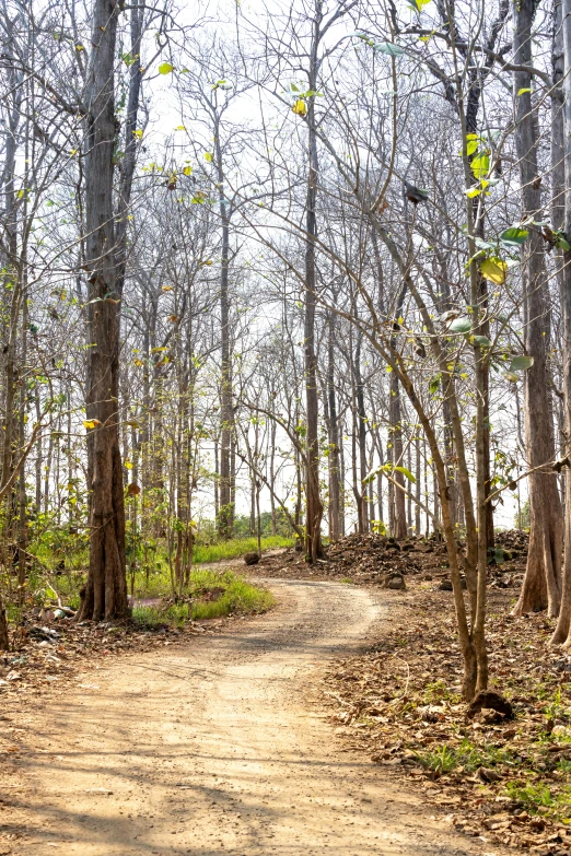 a dirt path going through a forest with lots of trees