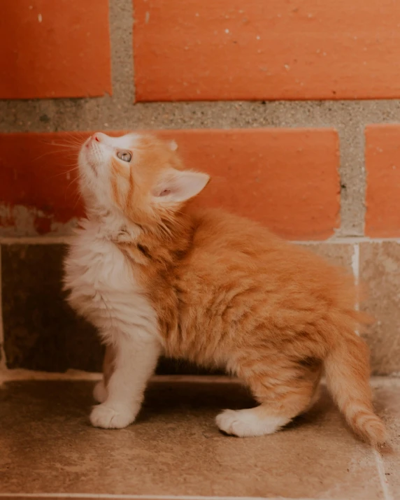 a small kitten is playing with the wall