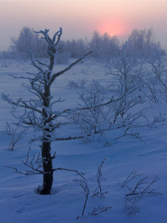 the sun is setting behind a tree with nches in a snowy field